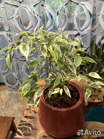 Фикус бенджамина