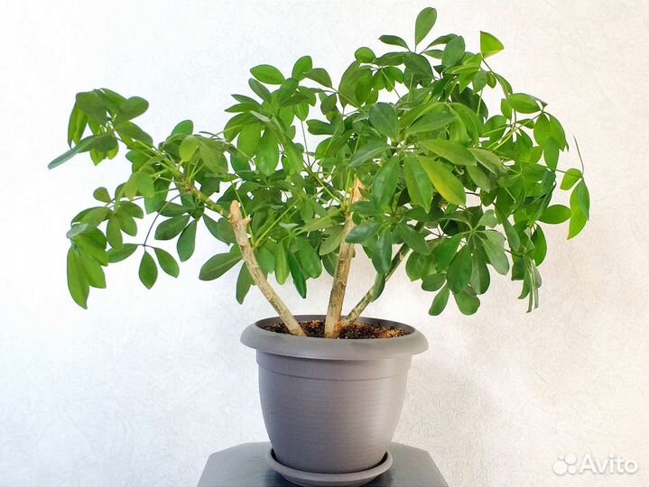 Шеффлера, шефлера