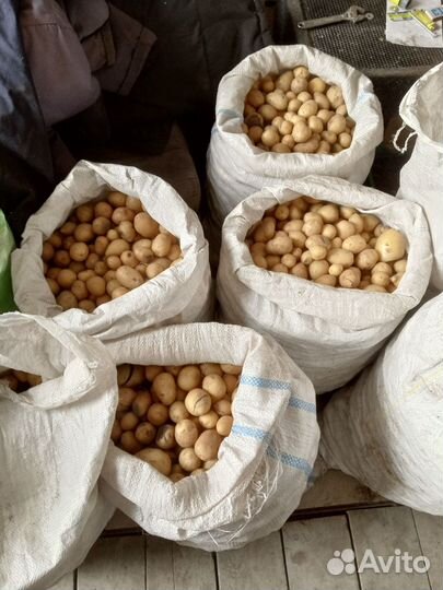 Картофель на корм