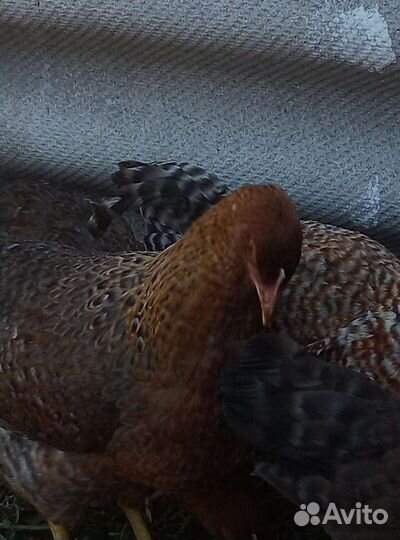 Куры Билефельдеры