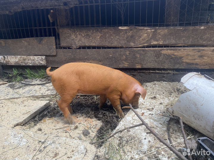 Поросята породы дюрок