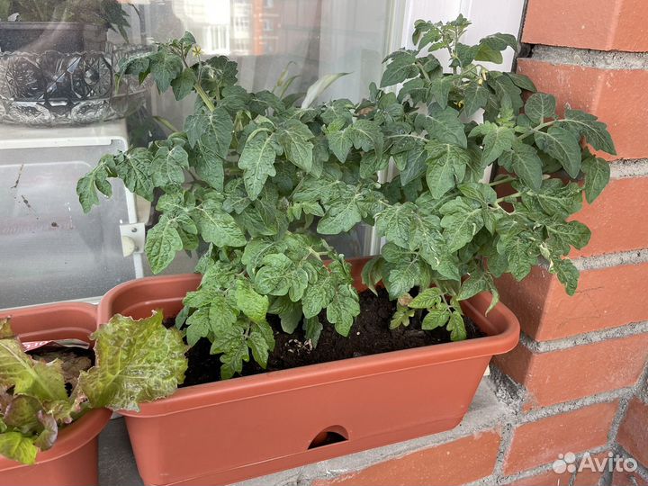 Балконные помидоры черри красные и желтые