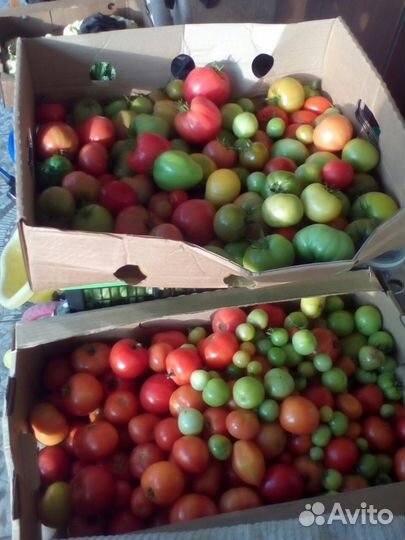 Продажа рассады томаты, перцы, огурцы 100 сортов