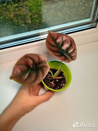 Алоказия медная