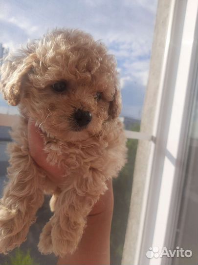 Мальтипу f1 мальчики