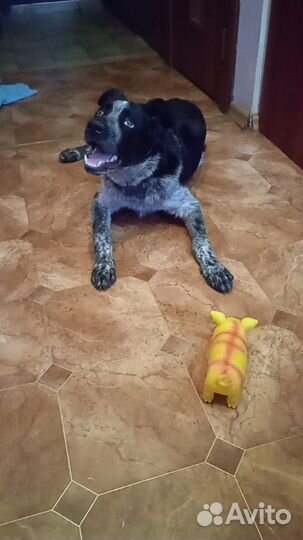 Щенок подросток