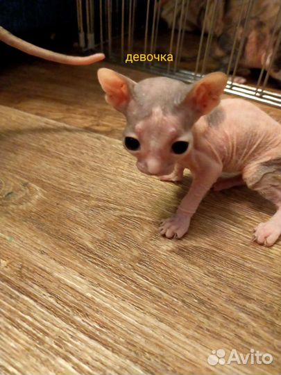 Донской сфинкс котята