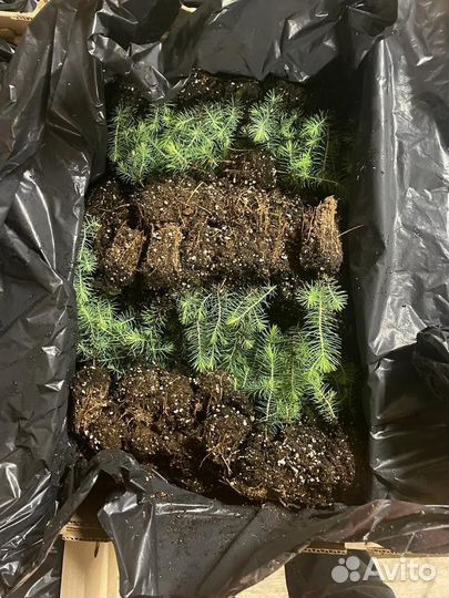 Саженцы ели зкс от производителя