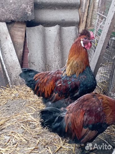 Молодые петухи