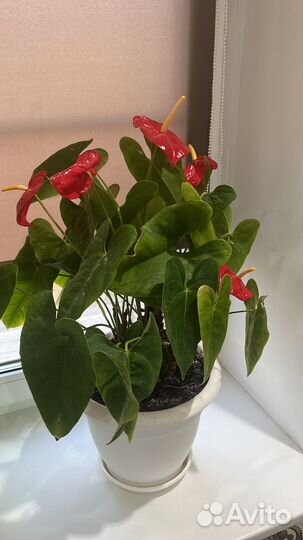 Комнатные цветы