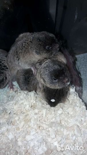 Слепушонка