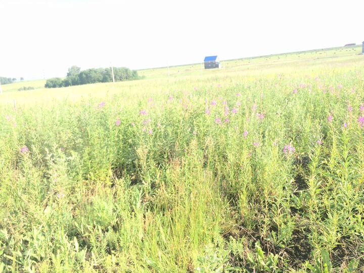 Участок 16,5 сот. (СНТ, ДНП)