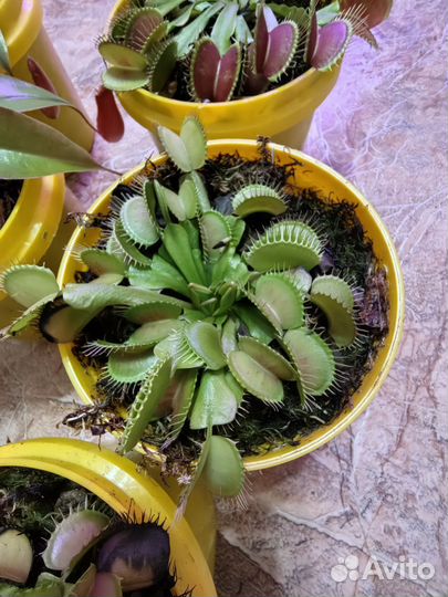 Непентес, Венерина мухоловка