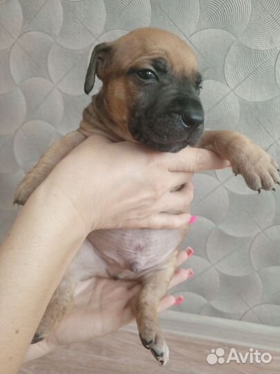 Щенки стаффордширского терьера