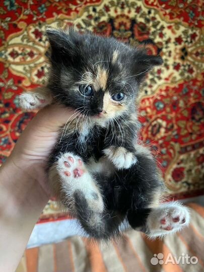 Кошки в добрые руки бесплатно