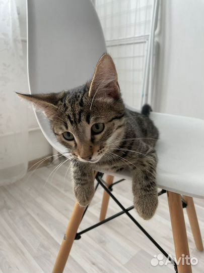 Кот мальчик