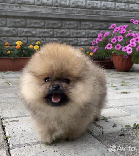 Померанский шпиц мини девочка