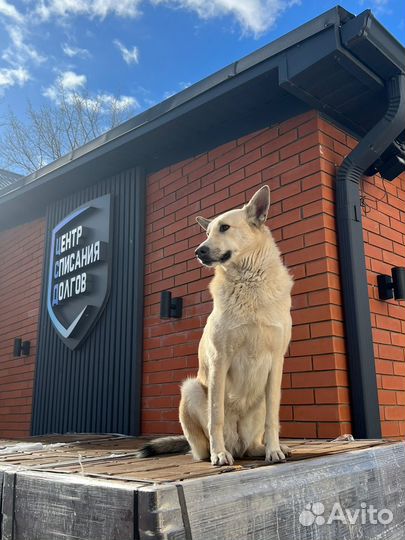 Долги у приставов