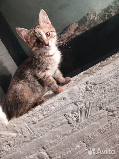 Котята