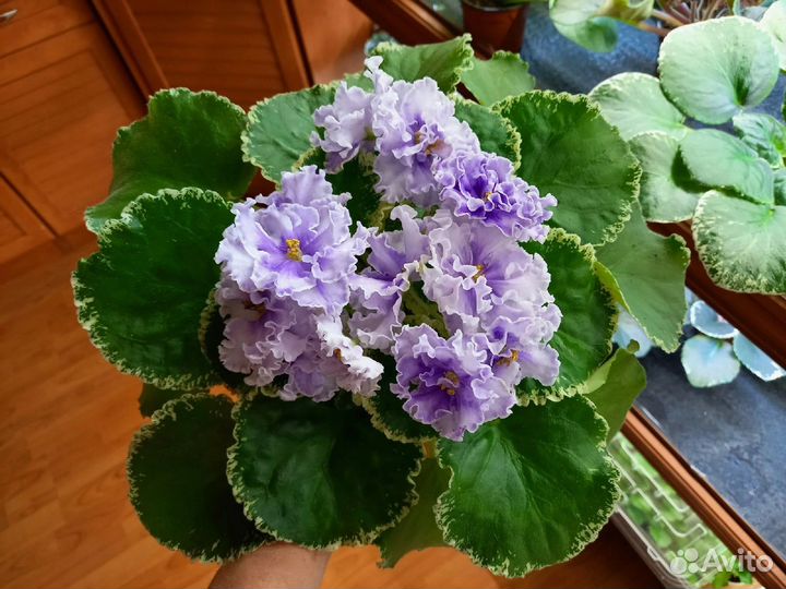 Сортовые фиалки