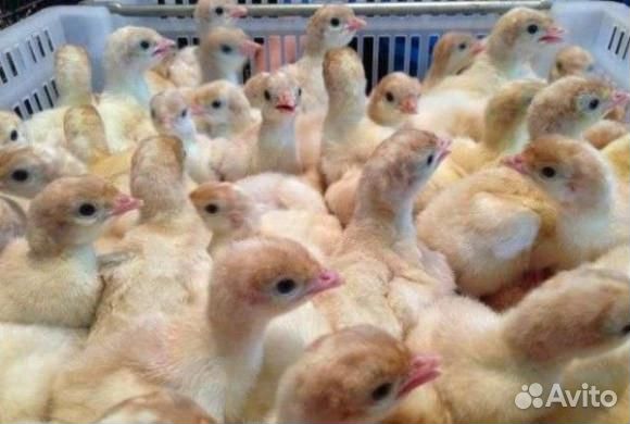 Индюшата Хайбрид Конвертер,биг6,белая широкогрудая