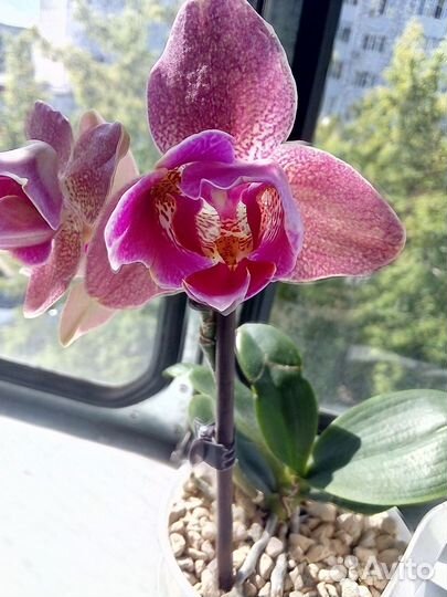 Орхидея бабочка