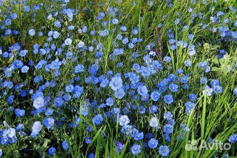 Семена цветов