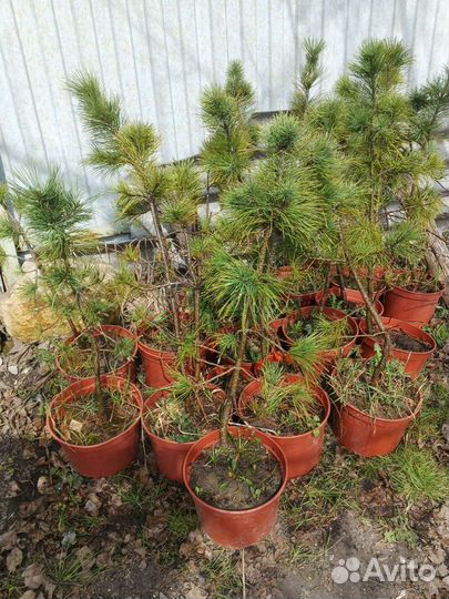 Саженцы сибирского кедра, кедровые орехи