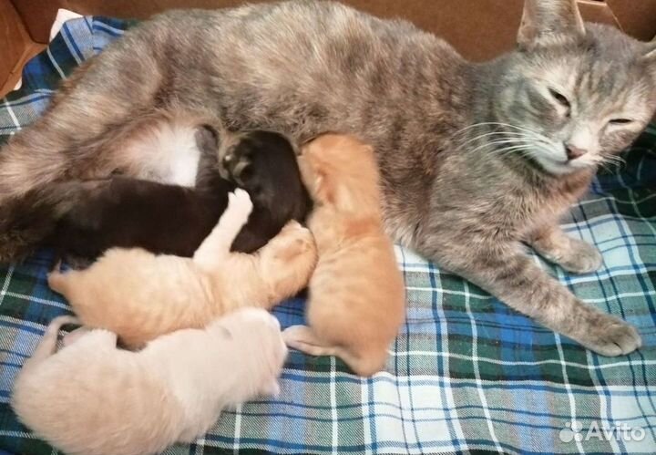 Котятки в дар