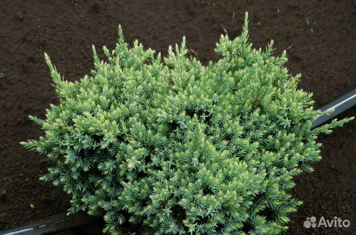 Можжевельник чешуйчатый «Холгер»