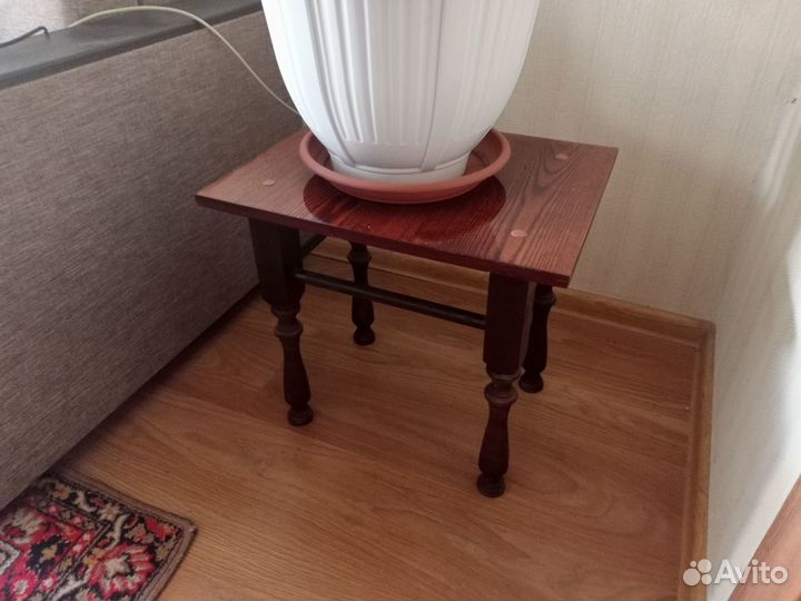 Комнатное растение замиокулькас, долларовое дерево