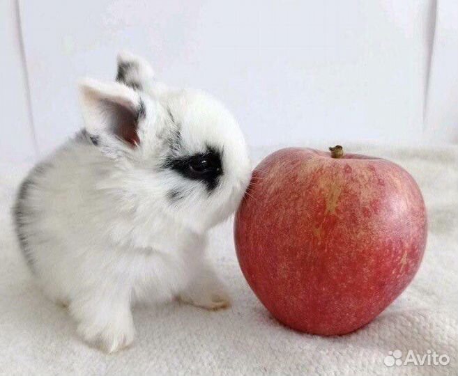 Кролики из Питомника. Срочная Доставка