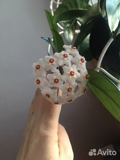 Хойя карноза