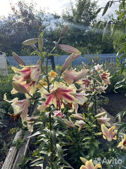 Лилии от-гибриды. Голландия
