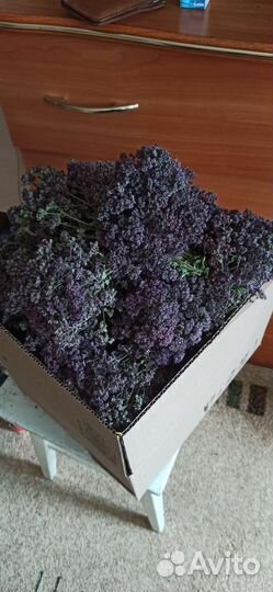 Душица и шалфей