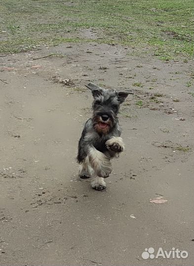 Цвергшнауцер, мальчик