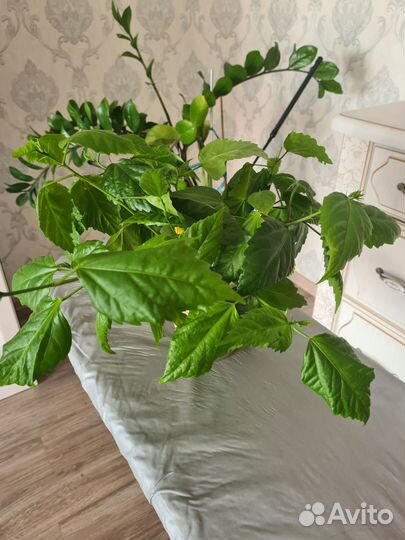 Гибискус китайская роза