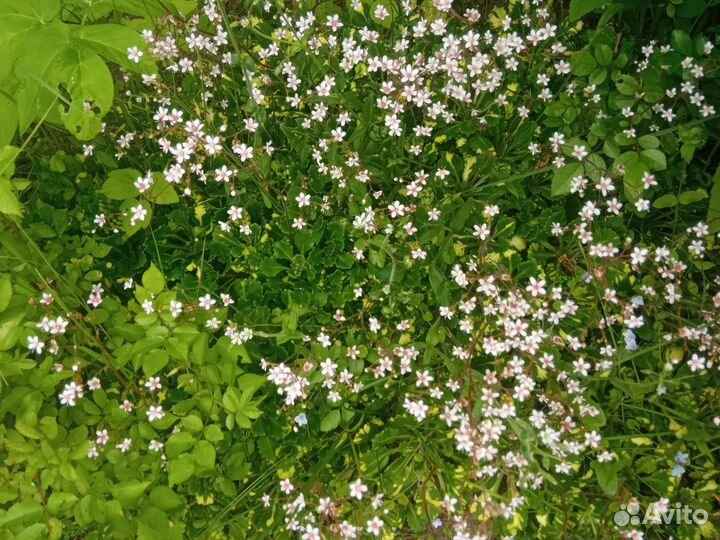 Многолетние садовые цветы