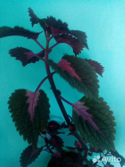 Продам колеус