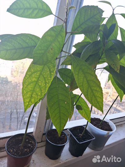 Авокадо растение