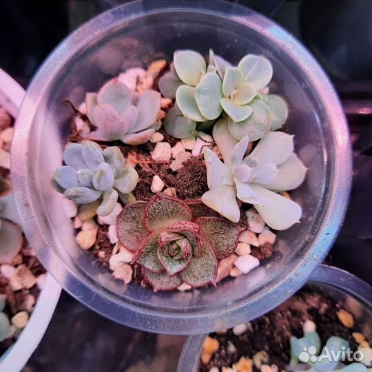 Суккуленты набор