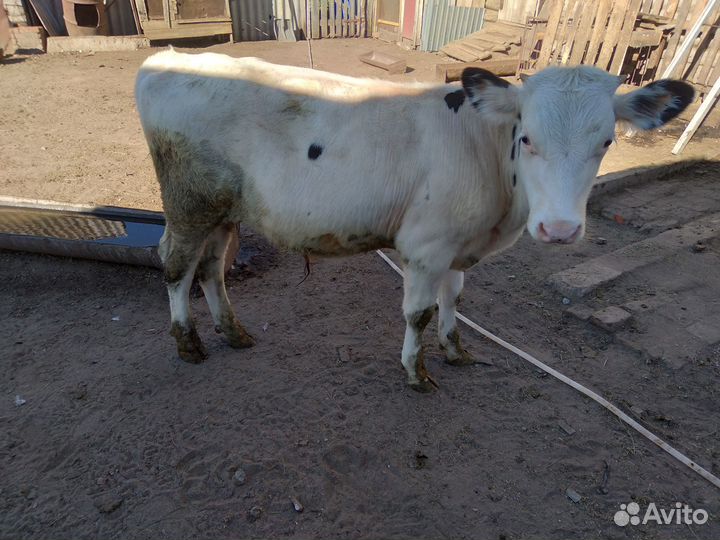 Телка и бычки