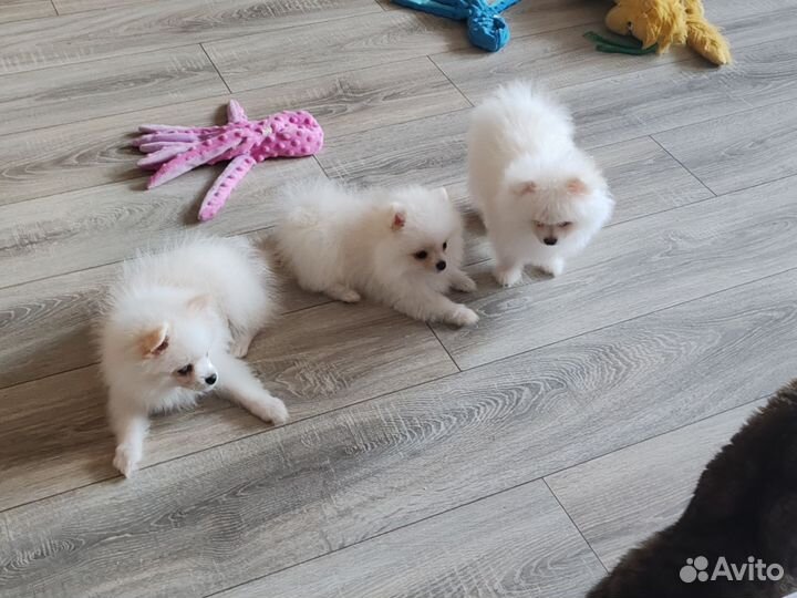 Щенки шпица