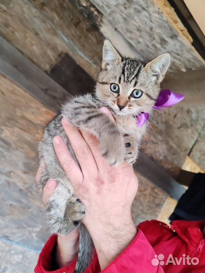Кошка в дар