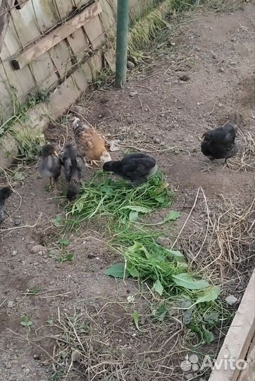 Цыплята от домашних курочек
