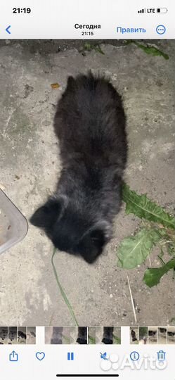 Котята хотят домой