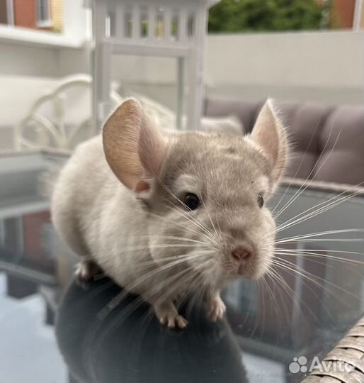 Шиншилла мальчик