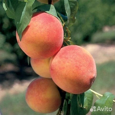 Колоновидный персик «Сувенир»