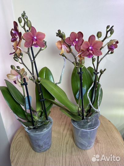 Орхидея мультифлора Триксион,h38