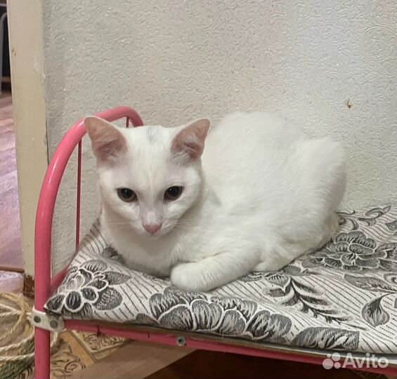 Кот